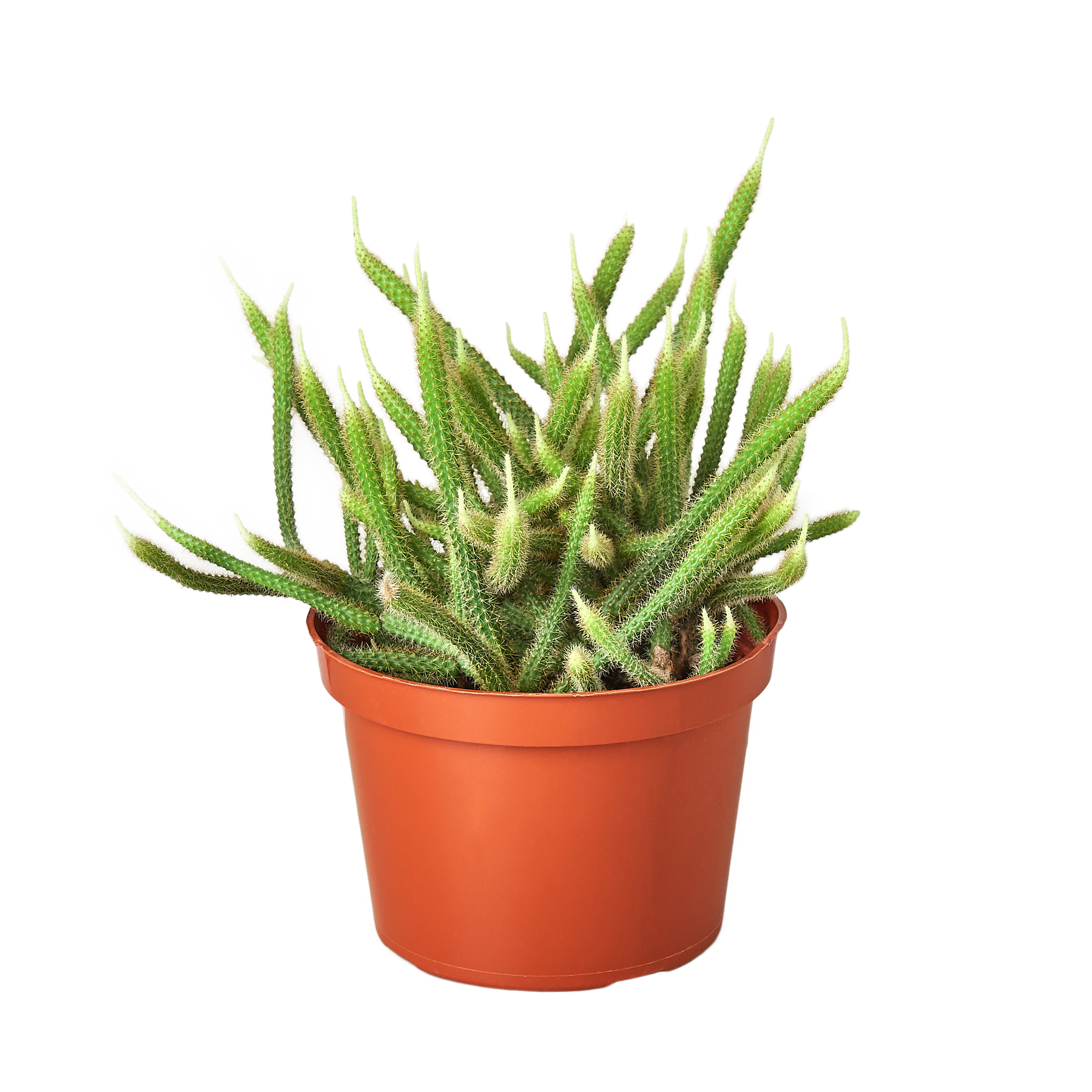 Rat Tail Cactus