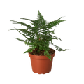 'Korean Rock' Fern
