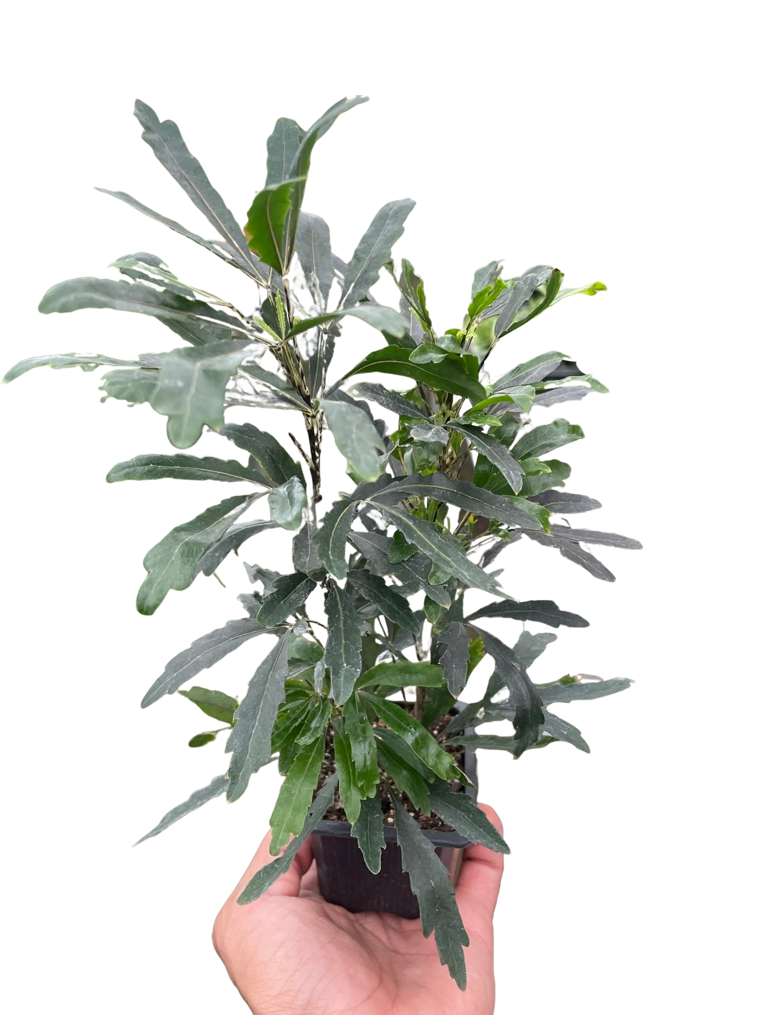 Aralia 'Green'