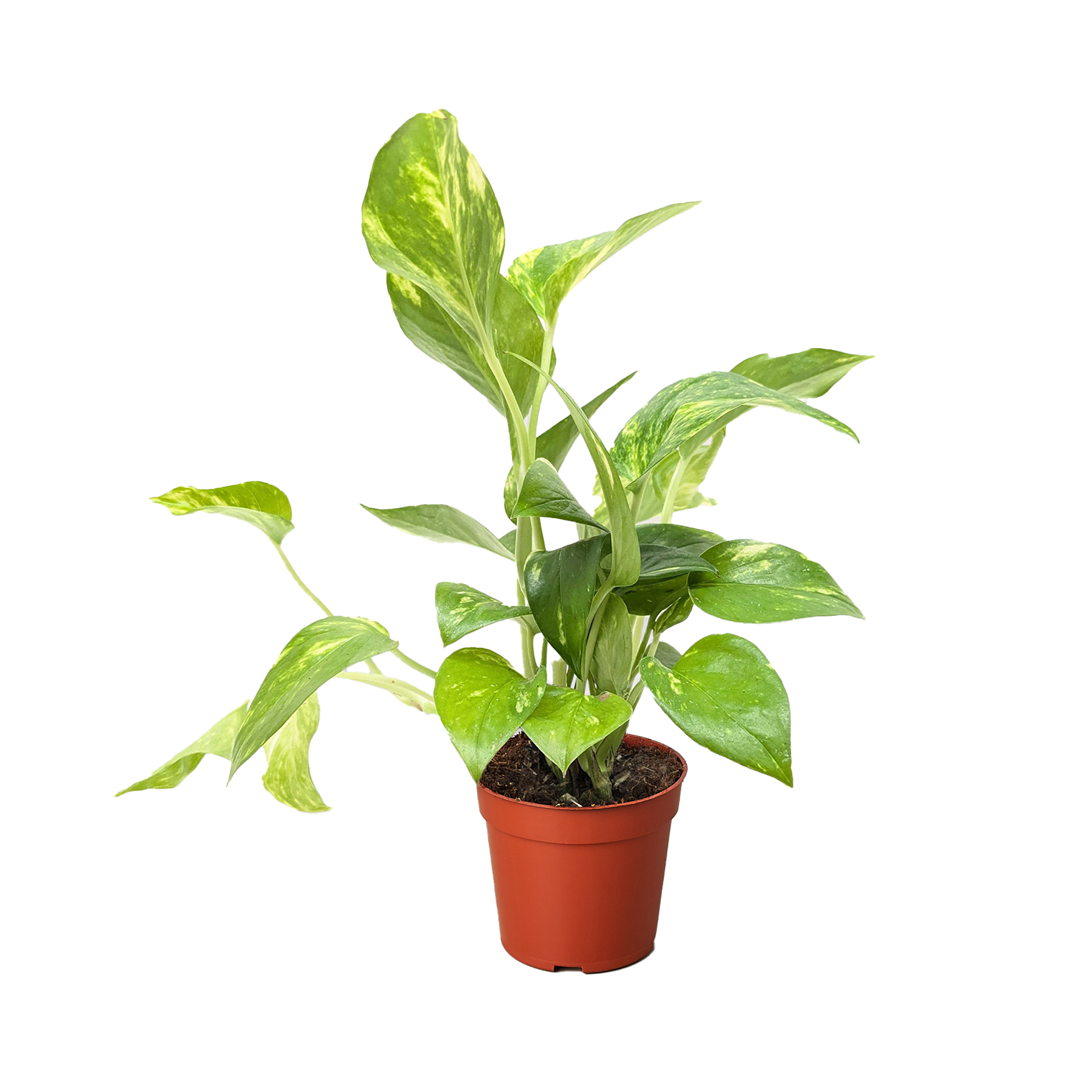 Pothos 'Golden'