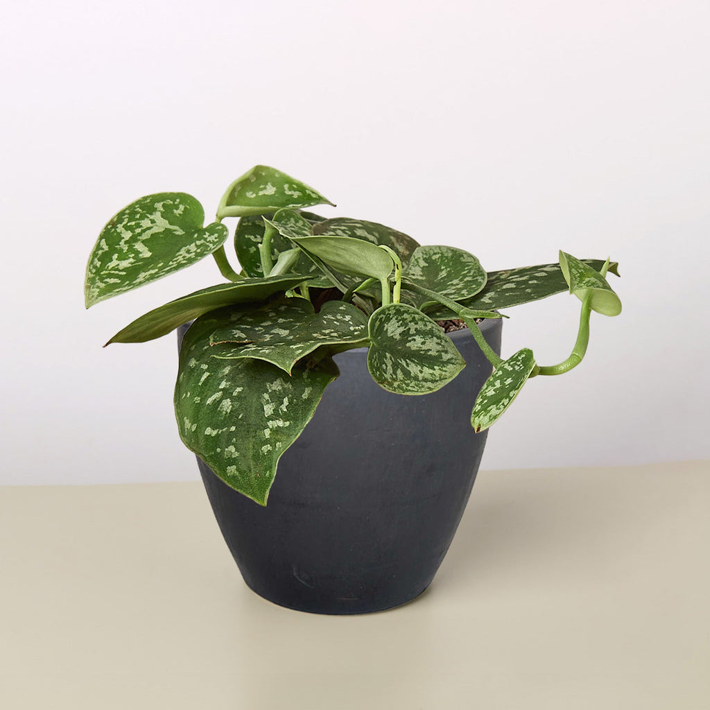 Pothos 'Satin'