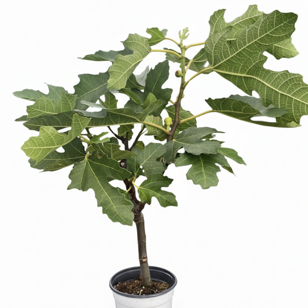 ED Fig