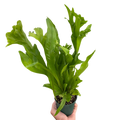 Fern 'Green Flame'