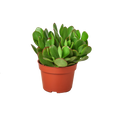 1 Succulent Monthly Subscription Box