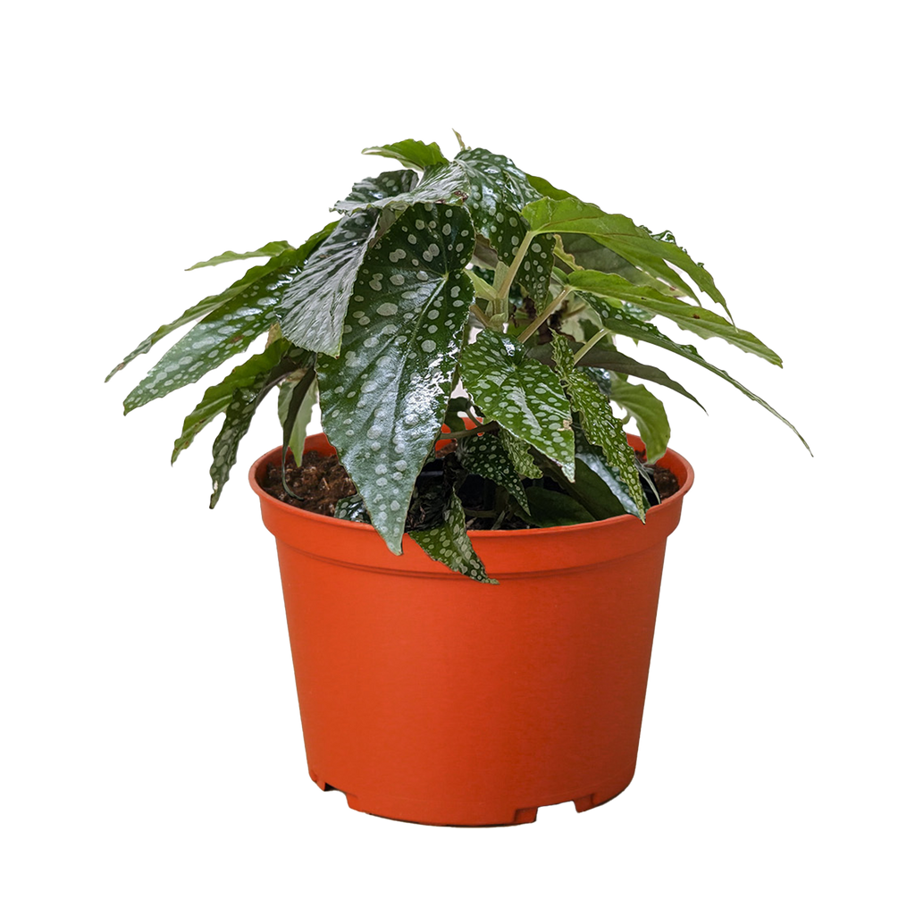 Begonia 'White Ice'