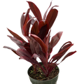 Cordyline 'Calypso Queen'