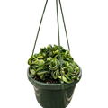 Hoya Rope Plant