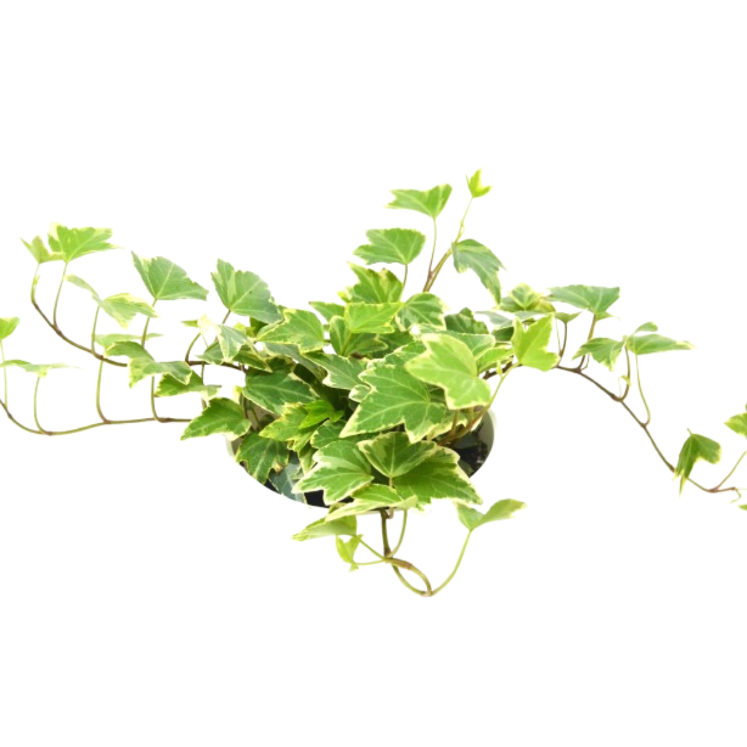 English Ivy 'Eva'
