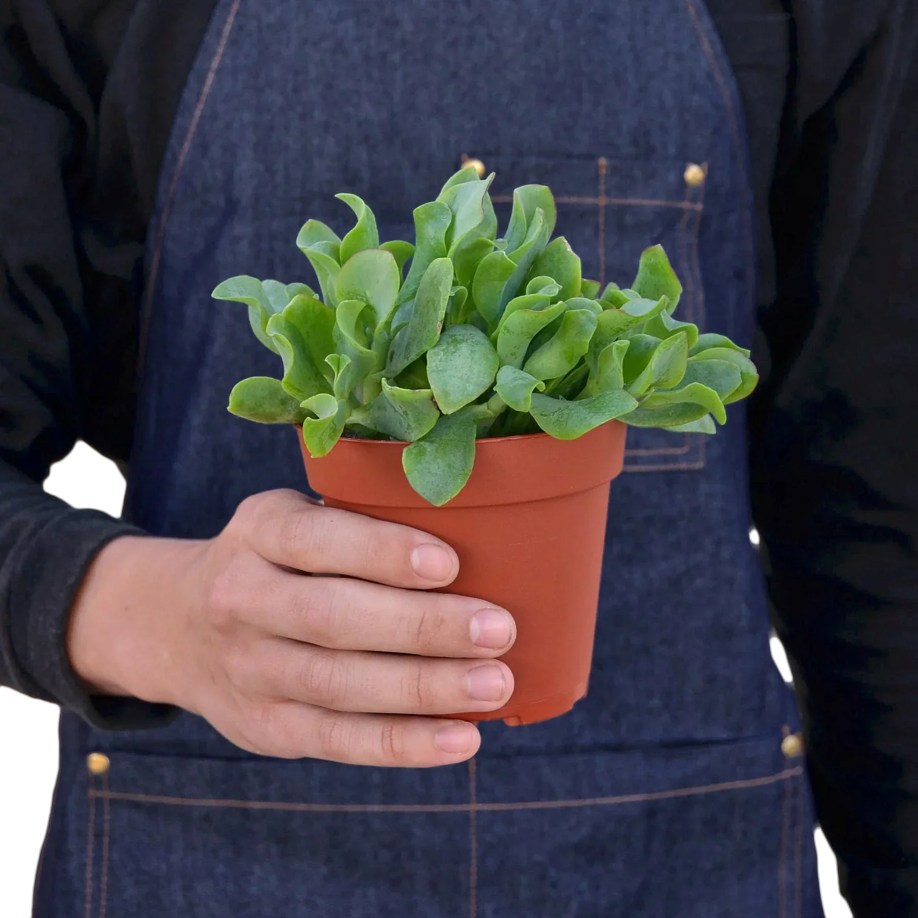 Ripple Jade Succulent